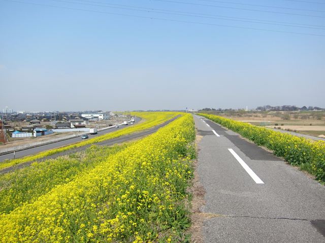 江戸川サイクリングロード菜の花